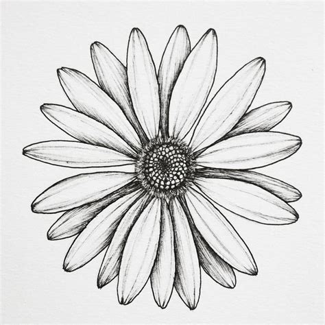 Daisy Drawing Pencil Sketch Colorful Realistic Art Images Drawing