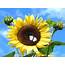 Sunflower Photojpg Hi Res 720p HD