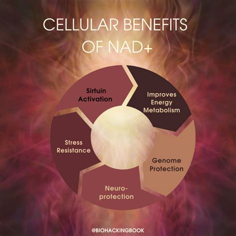 Olli Sovijärvi What Is Nad And How To Boost It This Is En Excerpt Of