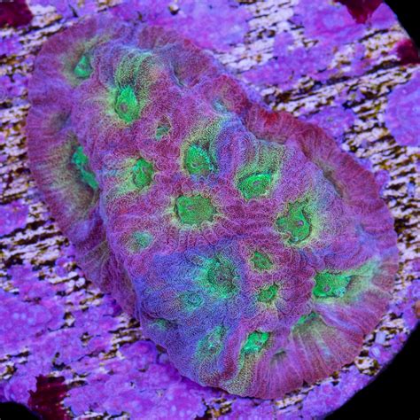 Dayglow Favia Coral Vivid Aquariums