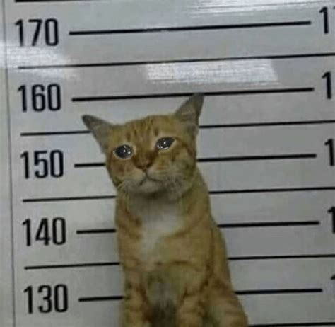 Free My Boy He Did Nothing Wrong Sadcats