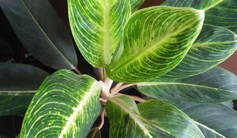 Jun 07, 2021 · bunga dengan harga pantastis itu pun bervarian. Cara Merawat Bunga Keladi, Dijamin Subur Ngejreng