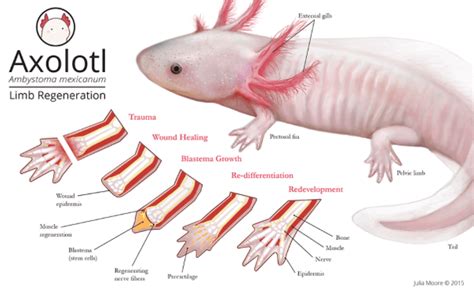 Axolotl Genetic Literacy Project