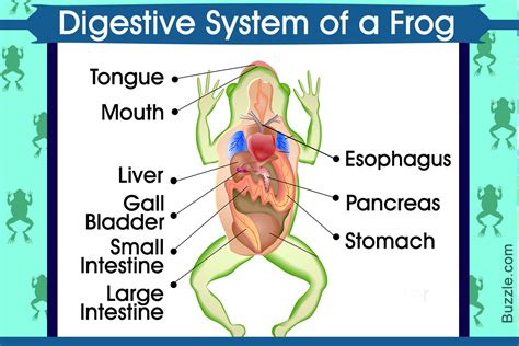 Digestive System Of A Frog Aptly Explained With A Labeled Diagram