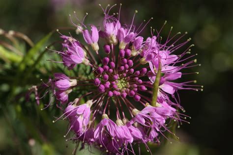 Rocky mountain bee plant leaves. Rocky Mountain Bee-plant | Rocky Mountain Bee-plant ...