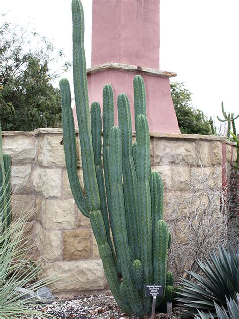 The san pedro cactus is generally considered a relatively safe substance. Peruvian San Pedro Cactus Trichocereus Pachanoi - Kens Nursery