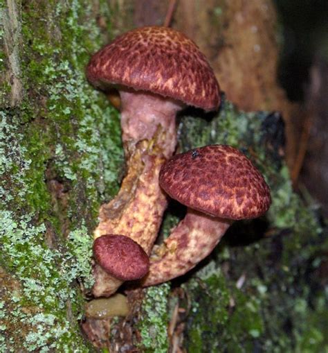 Edible Boletus Mushroom Photos