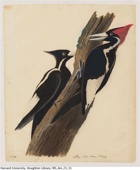 Fully Digitized Collection Of 114 Early John James Audubon Drawings