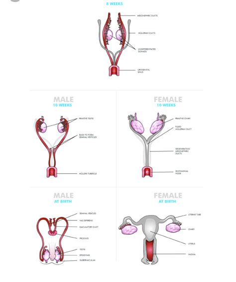 intersex genitalia diagram
