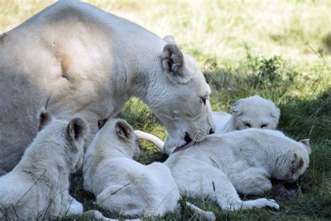 White Lion Animal Facts