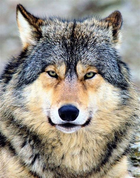 Stunning Wildlife On Beautiful Wolves Animals Beautiful