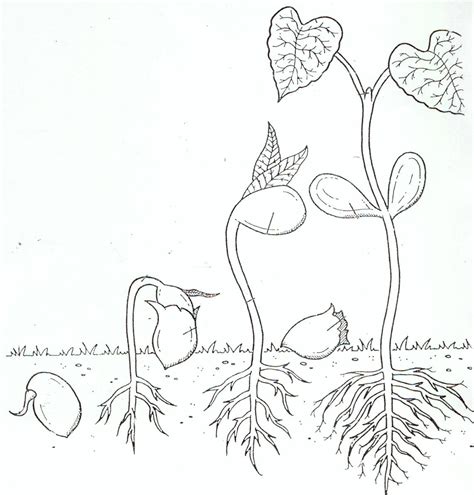 Bean Plant Life Cycle Coloring Page Coloring Pages