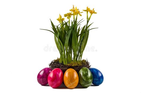 Easter Eggs And Daffodils Stock Photo Image Of White 30102156