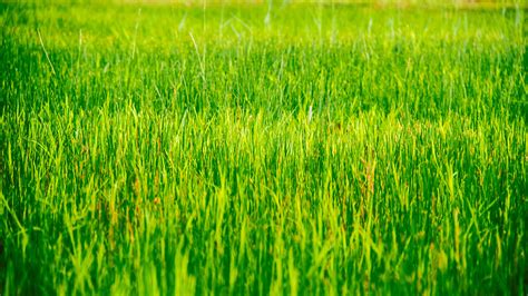 Free Photo Grass Plain Agriculture Close Up Cropland Free