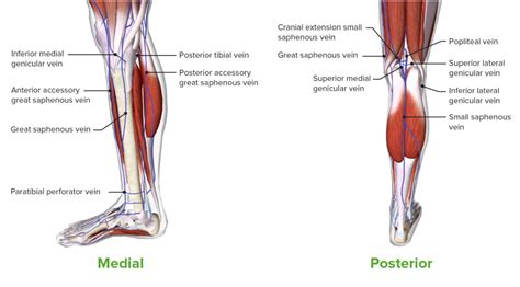Medial Lower Leg Anatomy