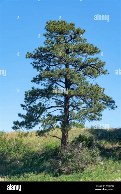 Mature Ponderosa Pine Tree Pinus Ponderosa Scopulorum Castle Rock