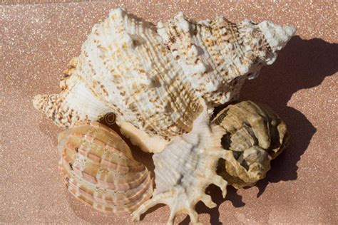 Giant Seashell Macro Filtered Stock Photo Image Of Macro Beach 90631954