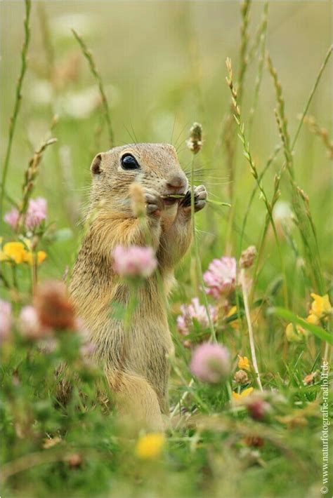 30 Amusing Wildlife Photos By Award Winning Austrian Photographer Artofit