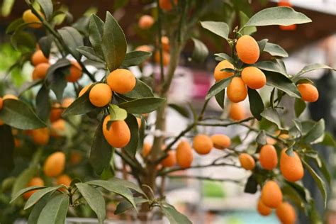 The Guide To Pruning Kumquat Trees Minneopa Orchards