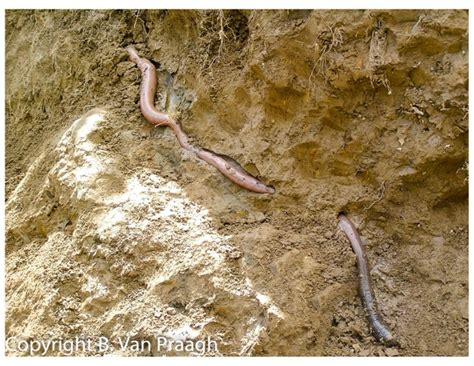 These giant earthworms average 1 metre (3.3 ft) long and 2 centimetres (0.79 in) in diameter and can reach 3 metres (9.8 ft) in length; Order Megadrilacea