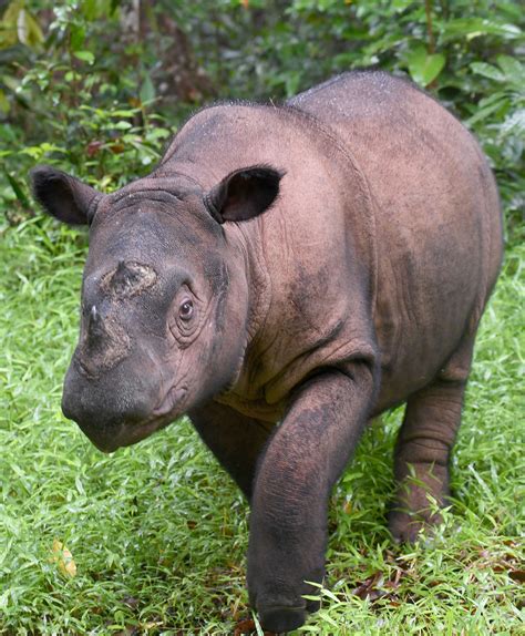 Sumatran Rhino Extinct In Malaysia As Lone Survivor Dies Cgtn