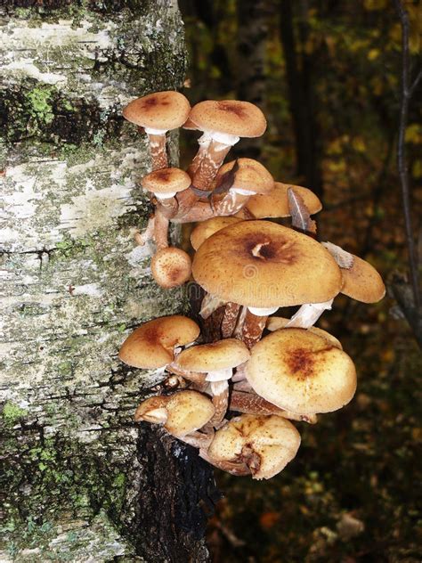 On The Trunk Of Birch Tree Grow Edible Mushrooms Honey