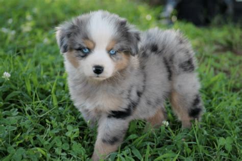 If you're interested in a puppy from too mini aussies/ miniature american shepherds, please apply. The Lovable Miniature Australian Shepherd - CaninePlanet.net