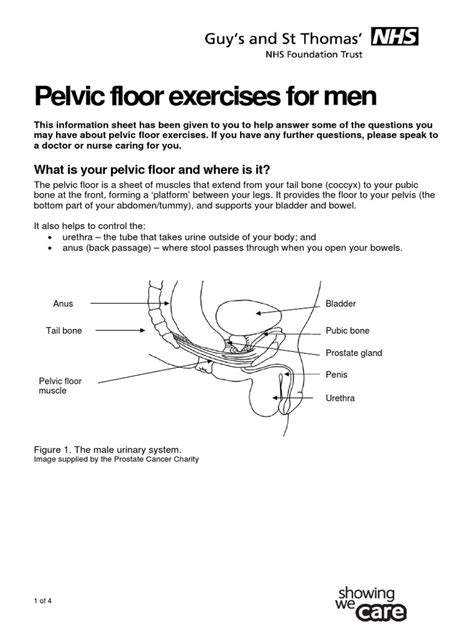 Pelvic Floor Exercises For Men Urinary Incontinence Urology