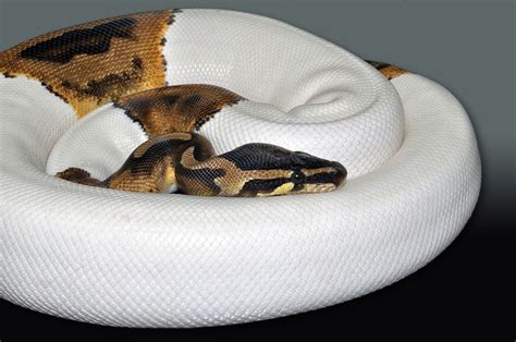 Pin By Joyce Zigos On Ball Pythons Beautiful Snakes Animals