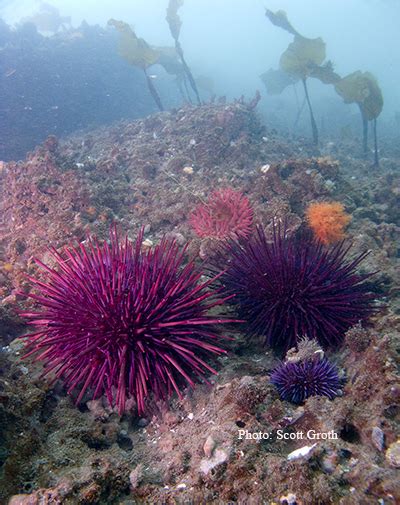 ODFW Sea Urchin Biology