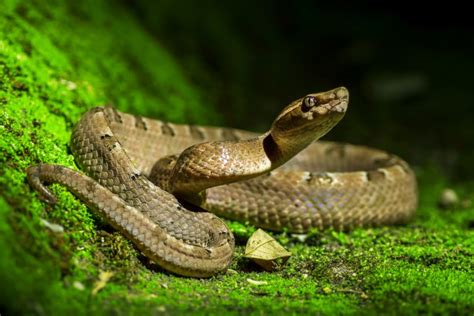 Diferencias Entre Serpiente Víbora Y Culebra Mis Animales
