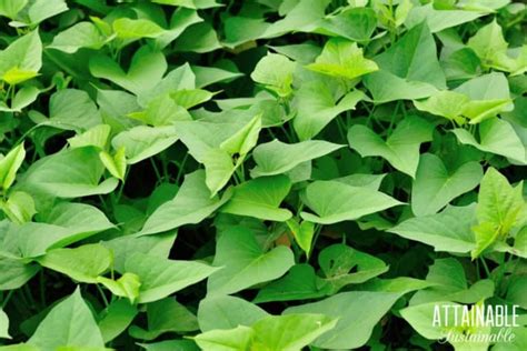 Growing Sweet Potatoes For A Healthy Backyard Harvest