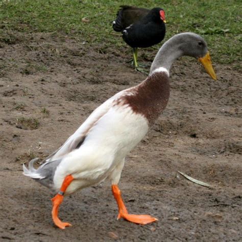 They train for long hours in sun, rain and in every worst climate possible and forge their bodies into. Runner Duck