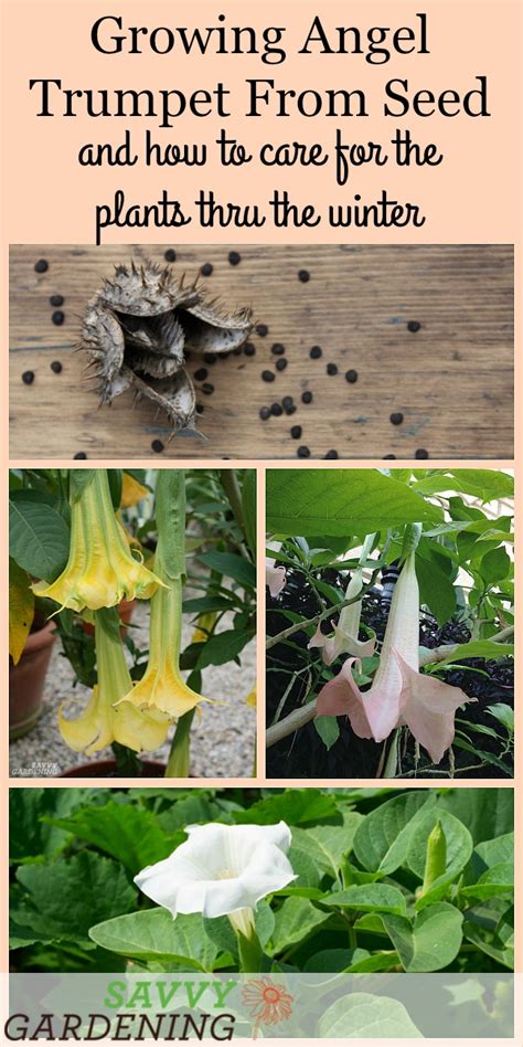 Growing Angel Trumpet From Seed Step By Step Instructions For Success