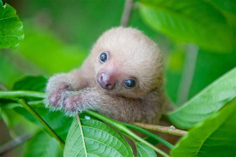 Slothlove Captures The Endearing Charm Of Orphaned Baby Sloths