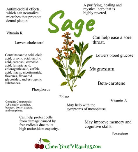 Health Benefits Of Sage Chew Your Vitamins Medical Herbs Herbs