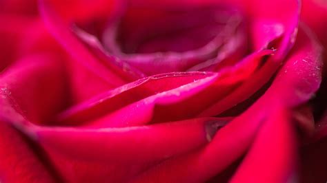 Download Wallpaper 3840x2160 Rose Flower Petals Blur Red Macro 4k