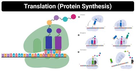 Protein Synthesis Enzymes Sites Steps Inhibitors