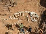 Pictures of Dinosaur Fossil Dig