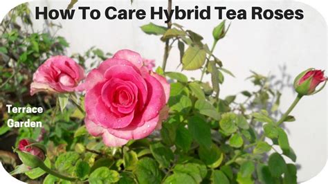 Rose Plant Care In Hindi हाइब्रिड गुलाब की देखभाल करें ऐसे L Terrace