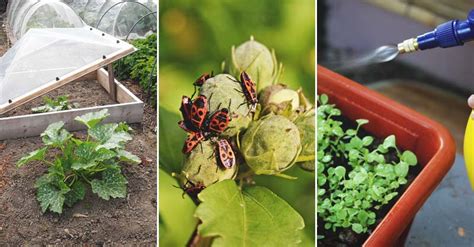 26 Tips To Protect Your Garden Against Bugs Critters And Disease
