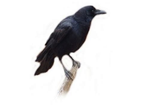 Free Crow Bird Cliparts Download Free Clip Art Free Clip