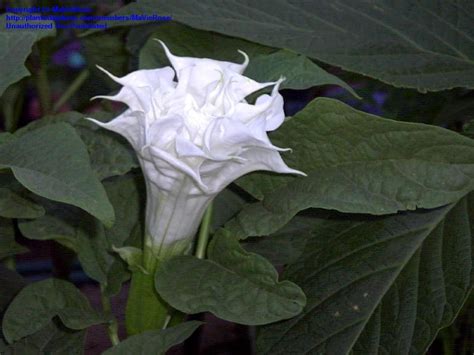 Plantfiles Pictures Triple White Datura Alba Datura Metel 1 By
