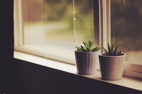 Wallpaper Flower Pots Window Sill Indoor Plants Hd