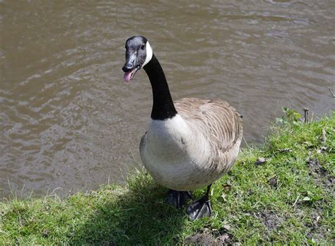Looking for a good deal on canada goose? Indiana man ticketed for using plastic bat to defend son ...