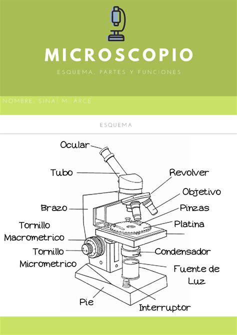 Tigre Articulo Presentar Dibujo Con Sus Partes De Un Microscopio The