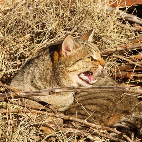 Feral Cat Working Group Formed Wa Parks Foundation