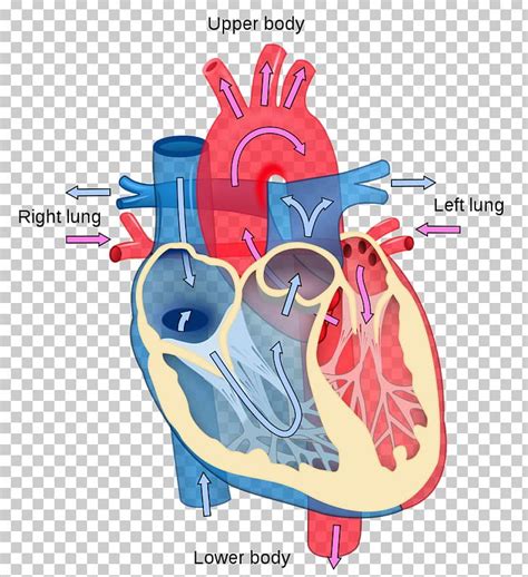 Heart Diagram Anatomy Human Body Circulatory System Png Clipart