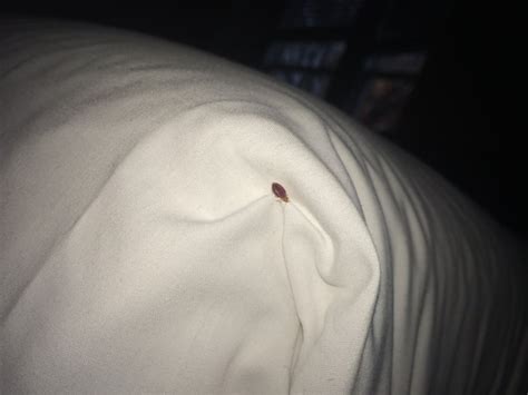 Bed Bug Close Up Yelp