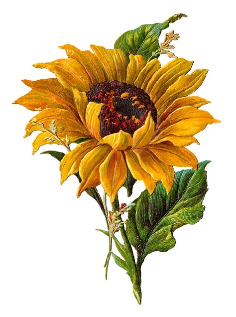 Antique Images Digital Stock Sunflower Artwork Flower Clip Art Download
